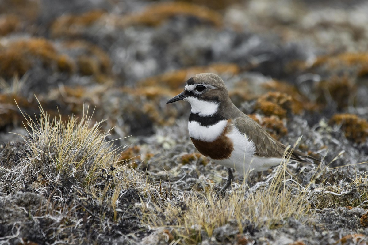 Doublebanded Plover (Charadrius bicinctus) Birdingplaces